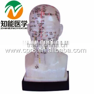 BIX-Y1012 The Head Four Functions Acupuncture Points Model 20cm thumbnail-1