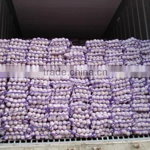 Pure White Garlic thumbnail-1