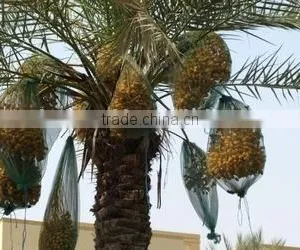 Date Palm Bag With Two Sides Open thumbnail-1