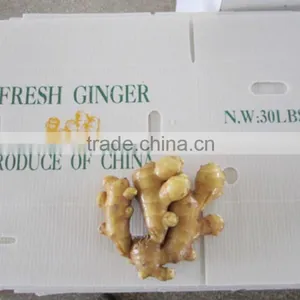 2014 New Crop Top Quality Fresh Ginger Market Price for Ginger thumbnail-2