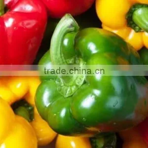 Color Capsicum thumbnail-1
