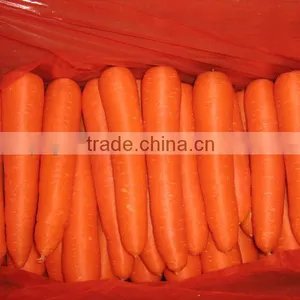 Shandong Carrot thumbnail-1