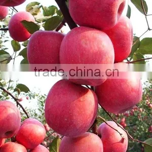 175# Fresh Fuji Apple thumbnail-1