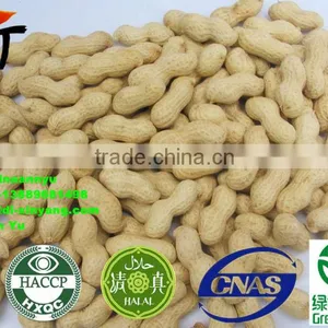 High Quality Roasted Peanut in Shell thumbnail-5
