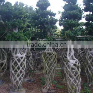 Braid Bonsai Ficus Microcarpa thumbnail-6