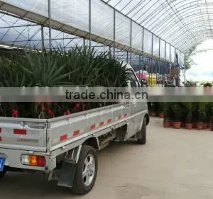 Palm Seedlings Bismarckia Nobilis thumbnail-2