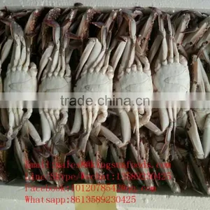 Wholesale Frozen Blue Swimming Crab for Hot Sale thumbnail-5