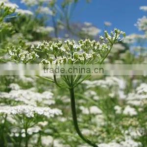 CARAWAY ESSENTIAL OIL thumbnail-3