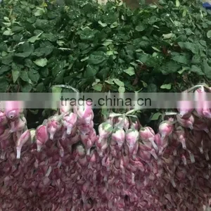 2016 Kunming Fresh Cut Flowers Fresh Cut Roses Wholesale Price thumbnail-2