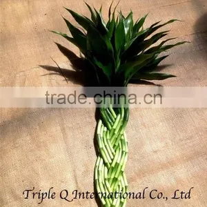 Lucky Bamboo thumbnail-6
