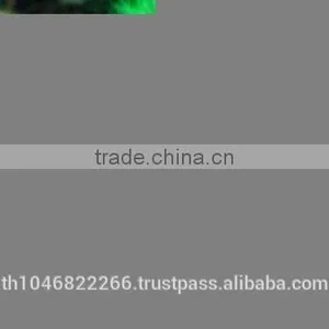 Rainbow Shark Fish/Ornamental Fish Thailand thumbnail-4