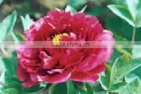 Herbaceous Peony Plant Root Chun Hong Jiao Yan thumbnail-1