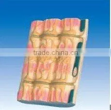 Ultrastructural Organization of Skeletal Muscles Model thumbnail-1