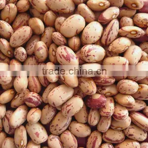 Organic Kidney Bean thumbnail-1