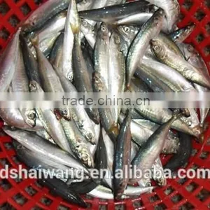 Frozen Pacific Mackerel for Sale With Size - 80g thumbnail-2