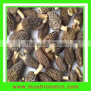 Morchella Morels thumbnail-1