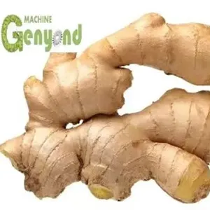 Ginger Juice Processing Line, Ginger Beater, Ginger Tea Ginger Powder Processing Line Ginger Peeler thumbnail-1