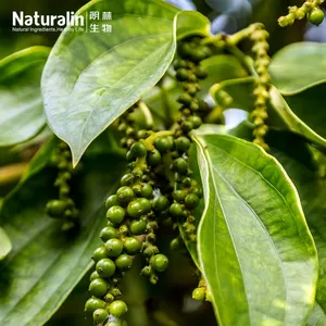 Black Pepper Extract thumbnail-5