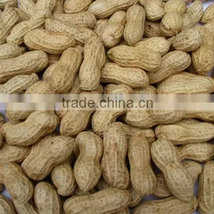 Groundnut Inshell thumbnail-2