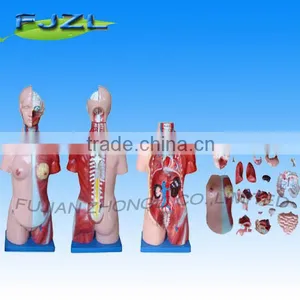 23 Parts Human Unisex Torso Model 45CM/ Anatomical Model thumbnail-1