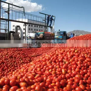 2016 New Products Canned Tomato Paste With Premium Grade thumbnail-5