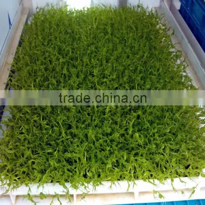Wheat/grass/bean Growing Machine, Barley Sprout Machine Hydroponics Animal Fodder thumbnail-4