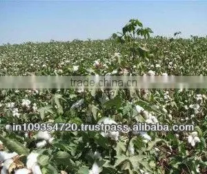 Raw Cotton thumbnail-1