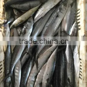 Frozen Fresh King Fish thumbnail-2
