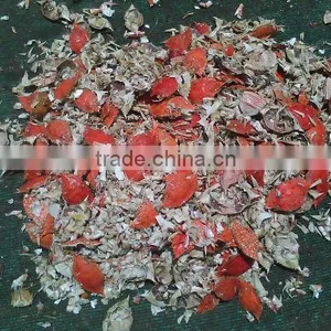 Crab Shell thumbnail-4