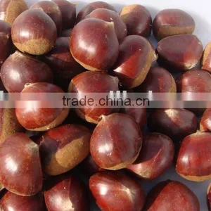 Supply Fresh Chestnut 2015 Crop thumbnail-1