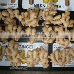 New Crop Ginger Root Ginger for Sale With Good Quality thumbnail-4
