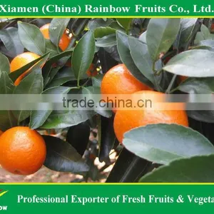 Fresh Mandarin thumbnail-1