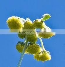 Absinth ,Warmwood Flower thumbnail-1