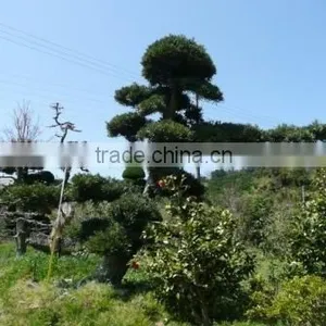 Podocarpus Macrophyllus Bonsai Tree thumbnail-1
