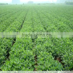 Competitive Price Of White/Red/Pink/Black Peanut Seed For Sale/Planting thumbnail-2