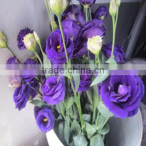 High Quality Fresh Cut Flowers Eustoma From Flower Plating Base thumbnail-4