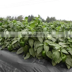 Compound NPK Fertilizer 17-17-17 thumbnail-2
