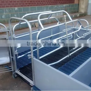 Sow Gestation Pen As Pig Farm Equipment thumbnail-4