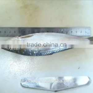 Frozen Sardine (sardinella Longiceps) ,New Arrivals thumbnail-2