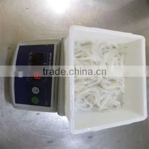 Silver Fish and Well Export of Frozen Fish thumbnail-1