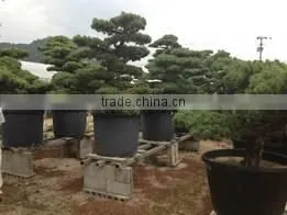High-grade and a Heart Feels Relaxed Garden Product Japanese BONSAI for Freedom , Big Tree thumbnail-5