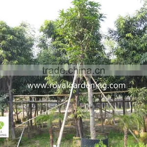 Ficus Longifolia thumbnail-3