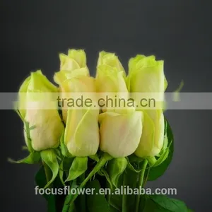 Fresh Cut Yellow Rose Vendelas Wedding Bouquet Wholesale Romantic Yellow Rose Vendela With Attractive Flowers for Bride thumbnail-1