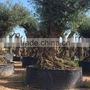 Olive Tree "Lechin"- Olea Europaea "Lechin Ejemplar" thumbnail-1