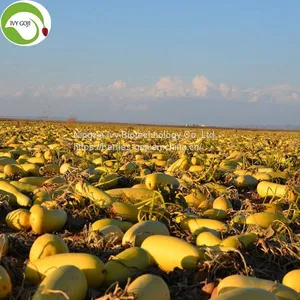 Supply Raw Dried Shine Skin Pumpkin Seed Kernels thumbnail-2
