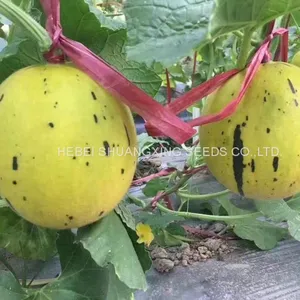 Golden Hybrid Musk Melon Seeds for Planting thumbnail-3