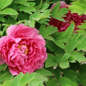 Pink Peony Seedling Peony Plant thumbnail-1