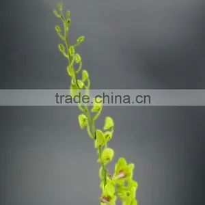 Super Quality Hot Sale Mini Wholesale Violet Orchid Cattleya thumbnail-1