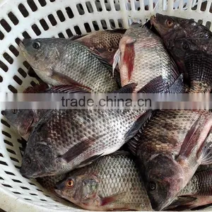 Best Quality Frozen Tilapia Whole Round Wholesale Price 500-800g Fresh Fish thumbnail-1