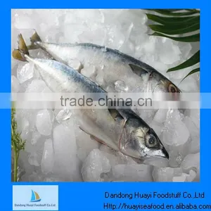 New Landing Frozen Mackerel Fish for Sale thumbnail-1